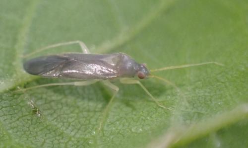 Réf. 344 837 : Phylus coryli